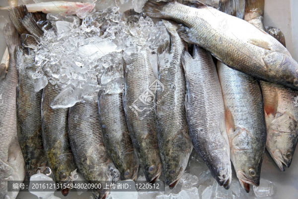 原海鱸魚