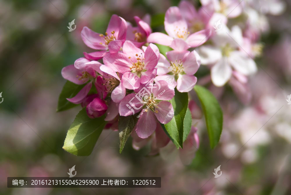 開花的蘋果樹