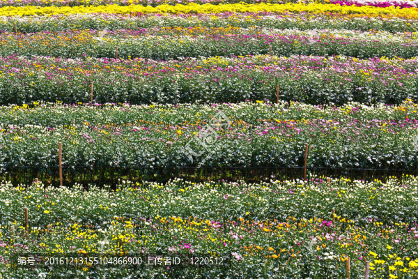 菊花園