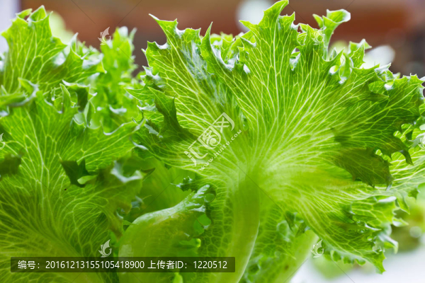 生菜綠葉