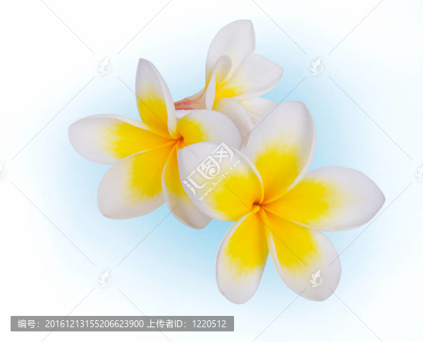 雞蛋花溫泉花