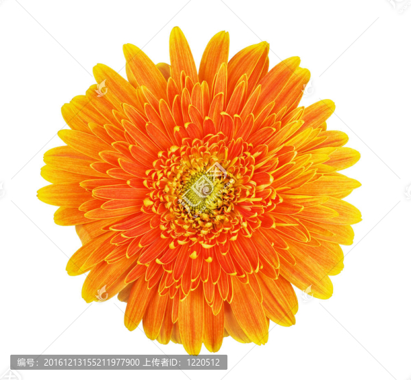 太陽花