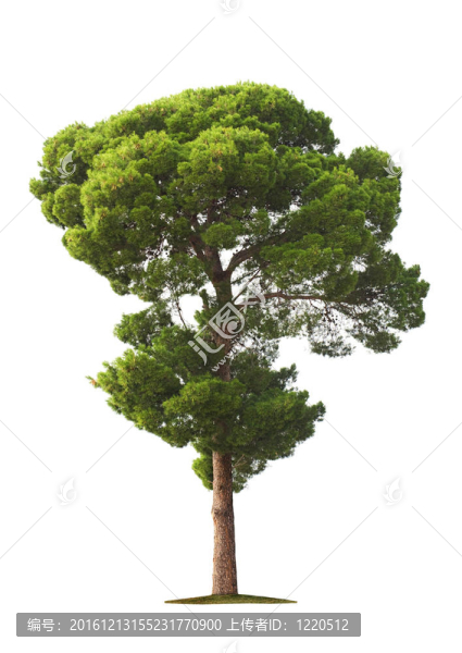 白底樹