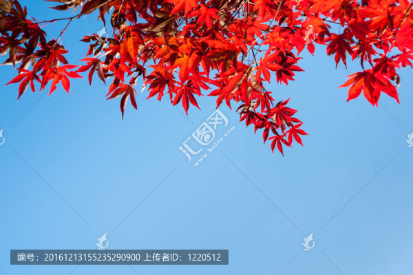 紅葉頂框。
