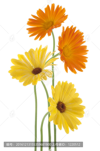 金盞花