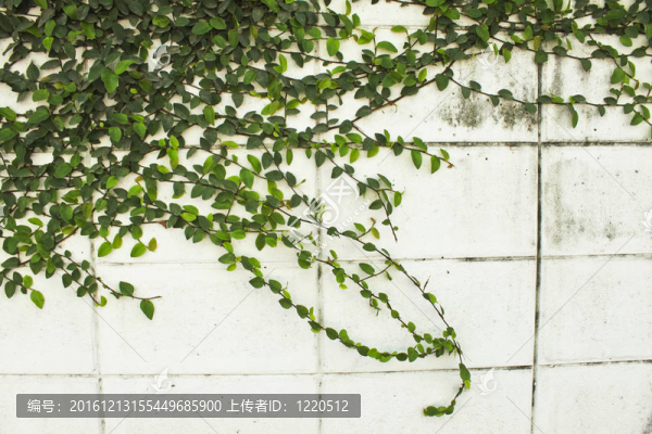 墻上的植物