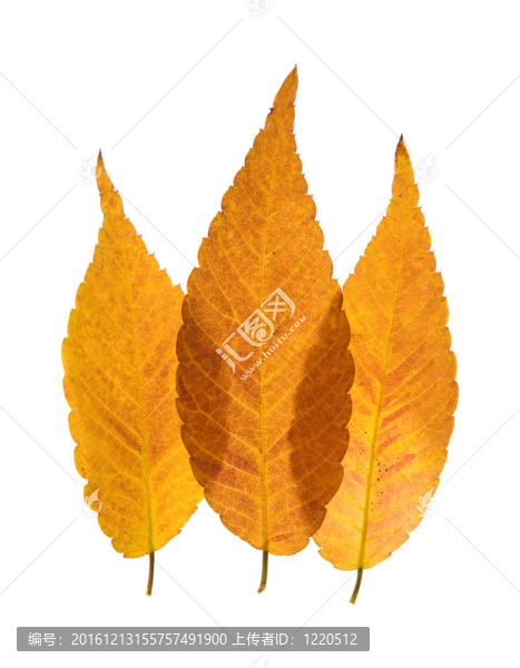 豐富多彩的重疊的紅葉Zelkova,serrata（要）孤立在白色背景；