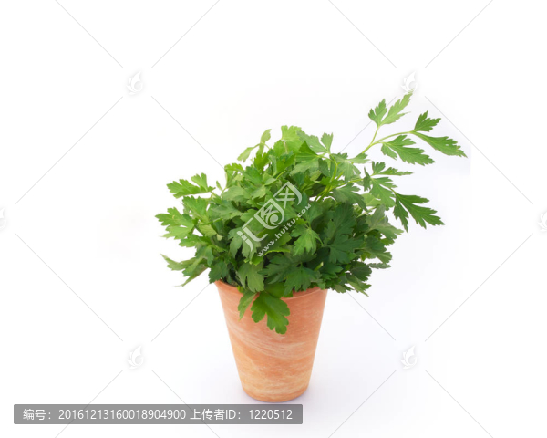 西芹