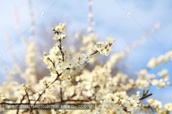 開花枝