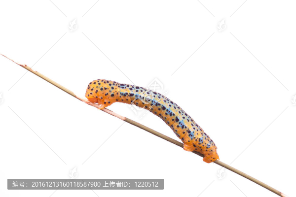 跨度蝸桿的閉合