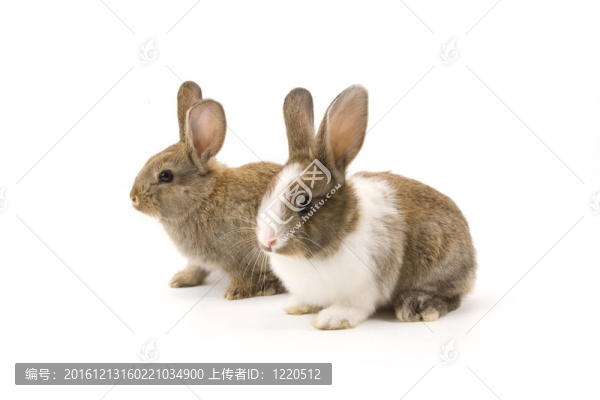 兩只可愛(ài)的兔子
