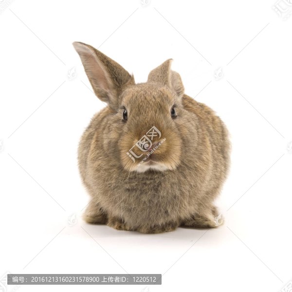 可愛(ài)的兔子孤立在白色