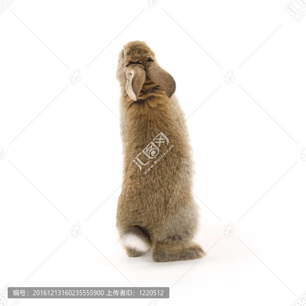 可愛的兔子孤立在白色