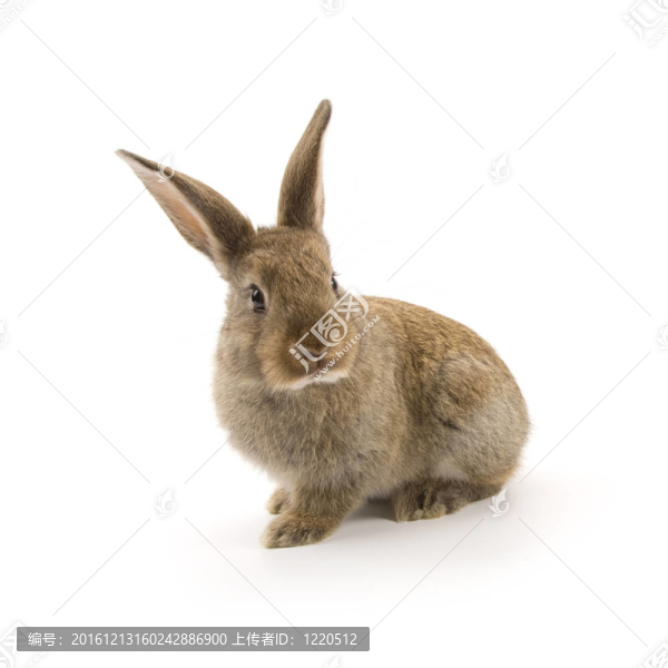 可愛的兔子孤立在白色
