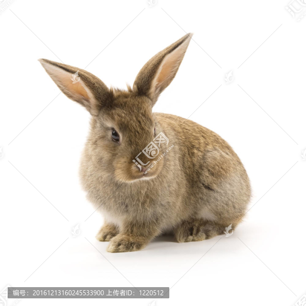 可愛的兔子孤立在白色