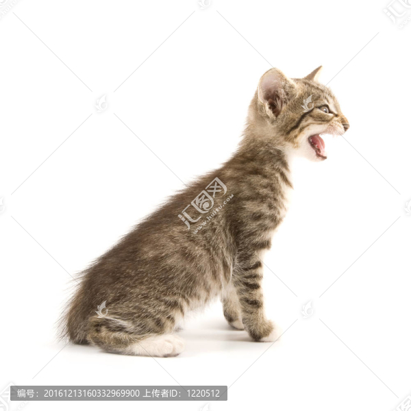 小貓