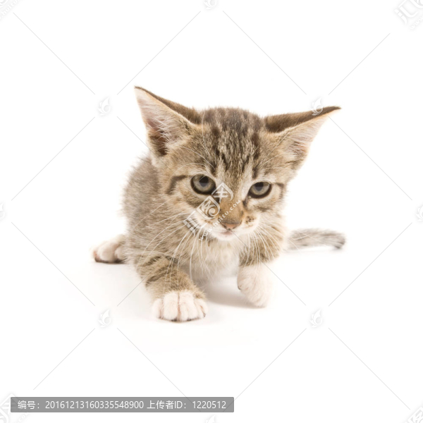 小貓