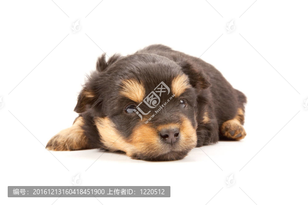 小狗