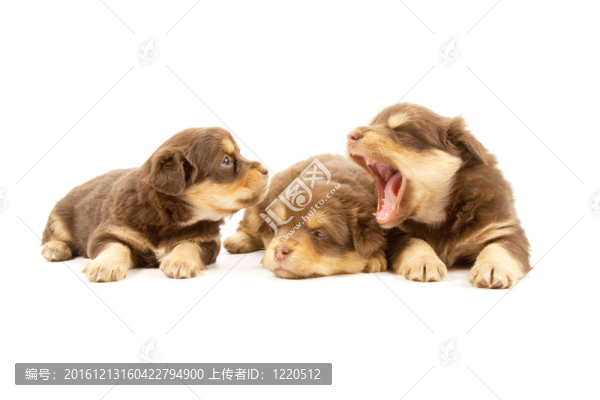 小狗-匯圖網(wǎng) www.fosd68.com 小狗