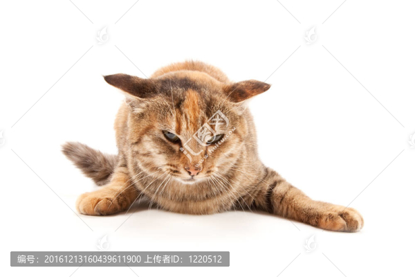 憤怒的貓