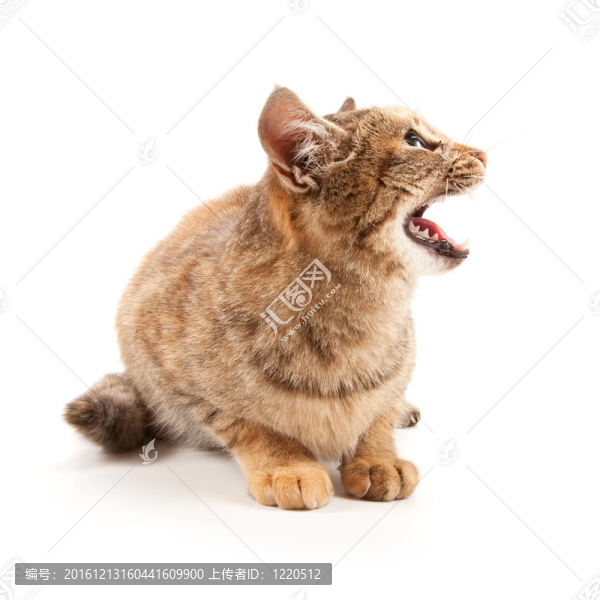 憤怒的貓