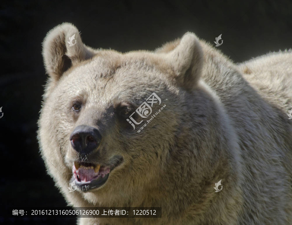 棕熊