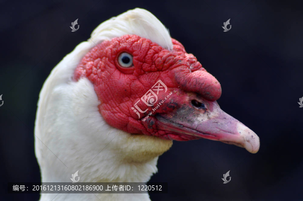 白鵝