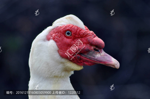 白鵝