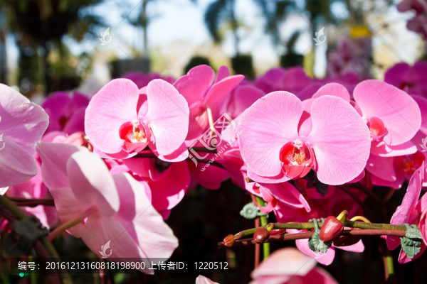 蘭花在泰國的花園