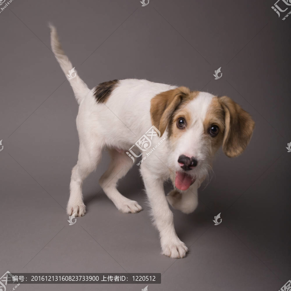 狗
