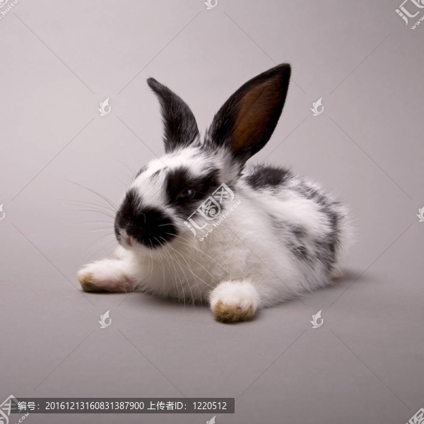 兔-匯圖網(wǎng) www.fosd68.com 兔