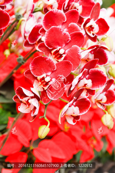 蘭花在泰國的花園