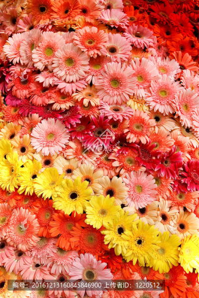 金盞花