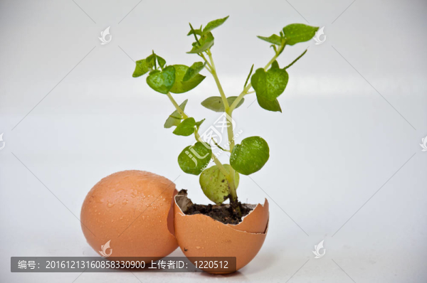 樹(shù)在蛋殼