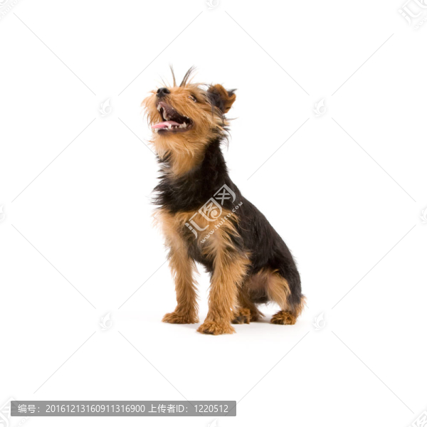 約克郡梗