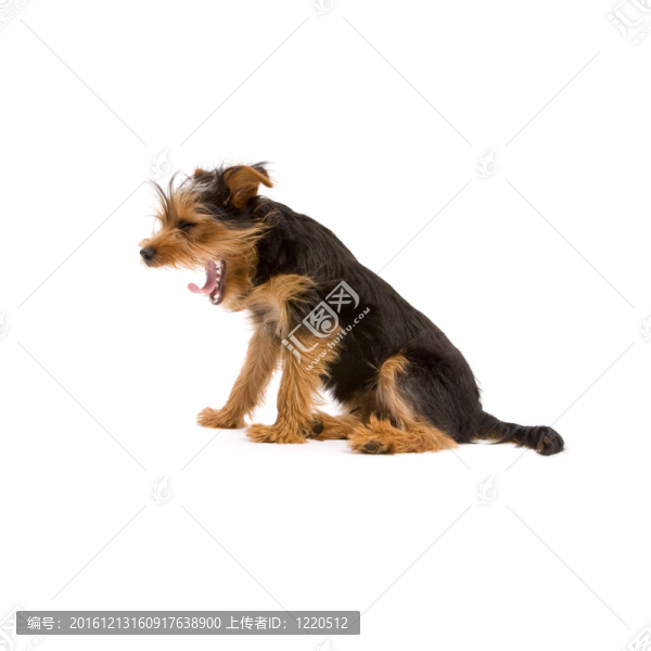 約克郡梗