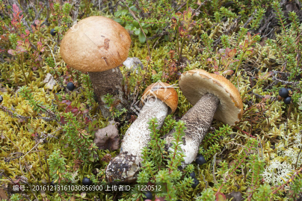 樹(shù)橙蓋牛肝菌（Leccinum橙黃）