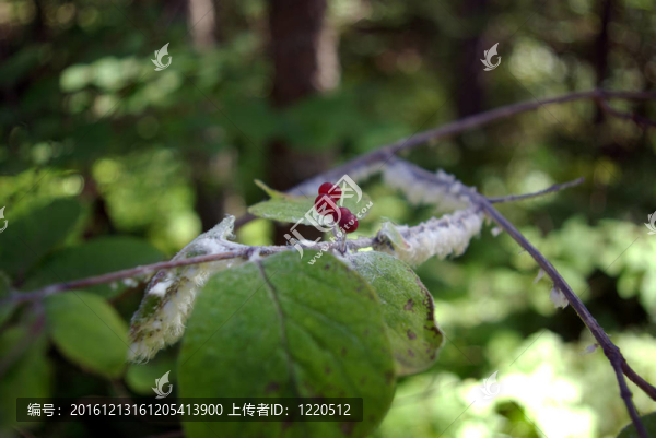 野生水果