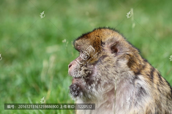 巴巴利獼猴