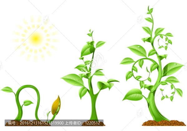 植物的生長