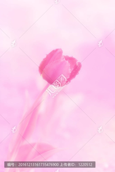 粉紅色的郁金香