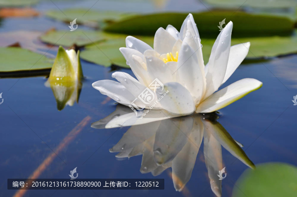 水百合