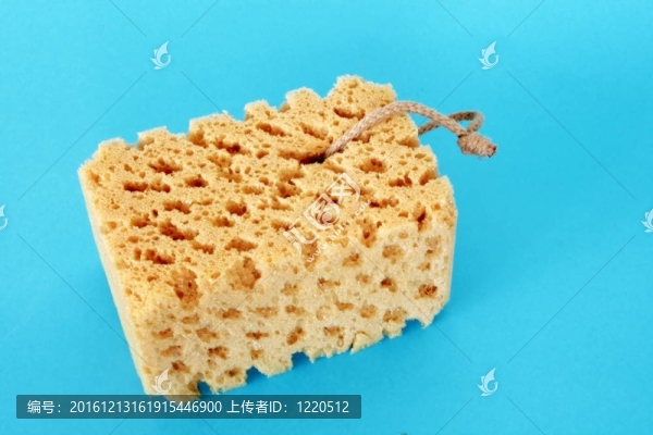 海綿