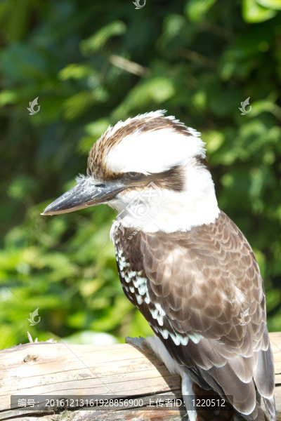 笑翠鳥剖面測井