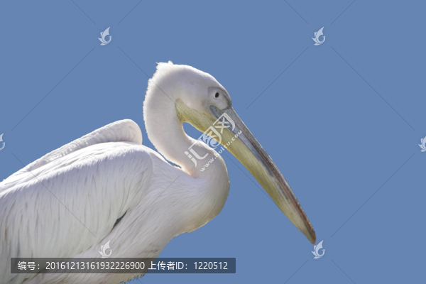 白鵜鶘肖像
