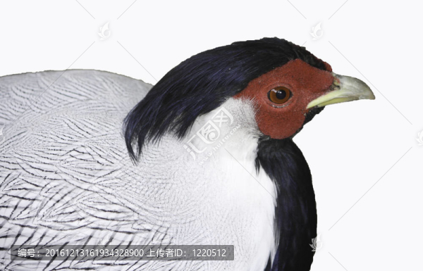 白雉