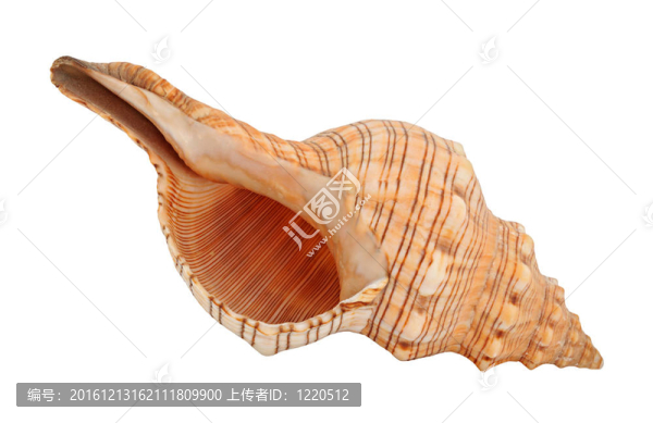 貝殼