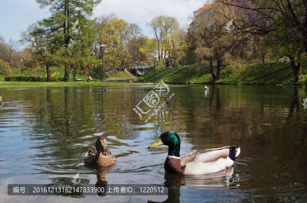 春天的公園