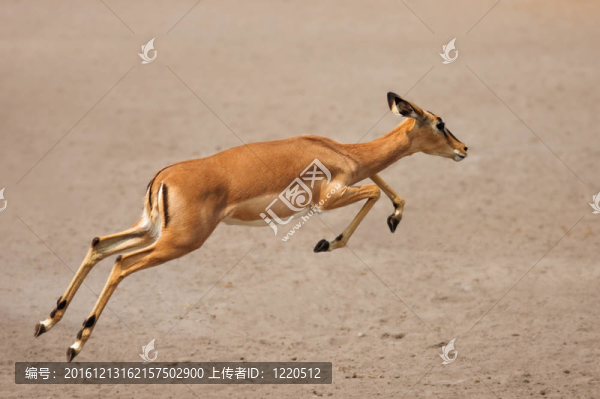 黑面黑斑羚奔跑