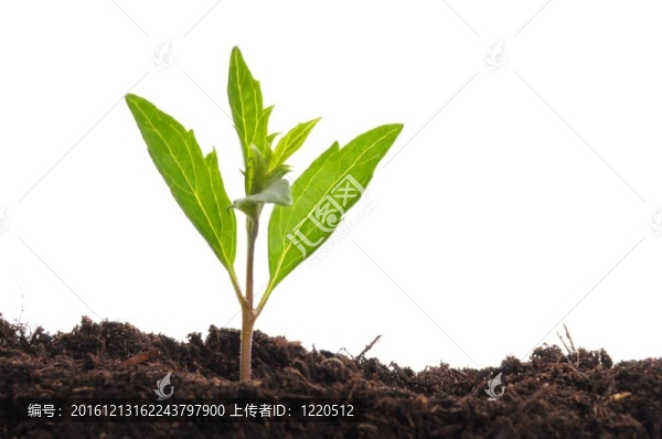 年輕的植物